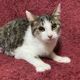 3ヶ月位の女の子♪仮名「るーちゃん」