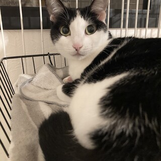 【12/11,18譲渡会参加】美猫はちわれイーナ