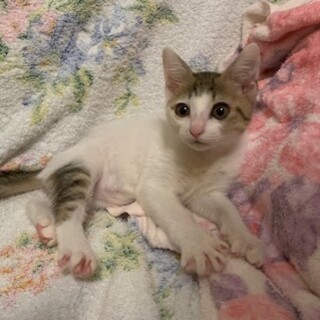 可愛い人懐こいきじ白かめりあちゃん避妊手術済み