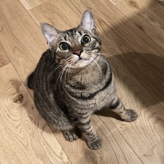 【随時お見合い可能】甘えん坊キジトラ女子かなお