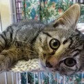 キジトラちゃんの里親募集