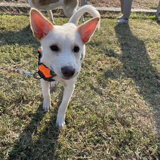 愛嬌ある元気なダニエルくん！