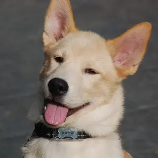 大型洋犬Mix【コロ】くん