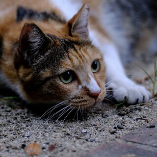 ゆうづき♡家族ができました