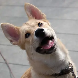 大型洋犬Mix【ロコ】ちゃん