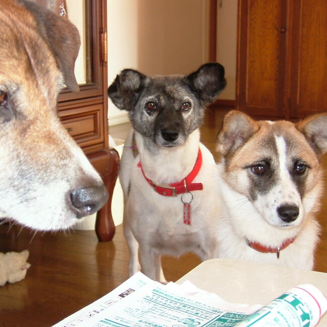 ririyumeのカバー写真