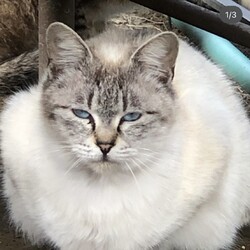 保護猫活動日記2