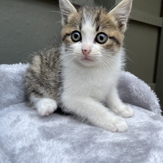 【兄弟譲渡】キジ白（鼻ホクロ）