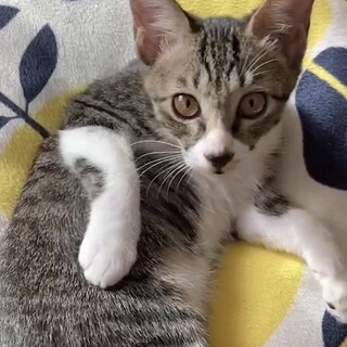 終生飼える方求む
