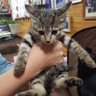 【急募】２ヵ月位の子猫（キジトラ）