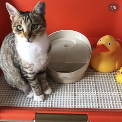 保護猫活動日記4