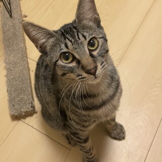 小柄美少年☆すばる君　約1歳