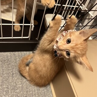 やんちゃな4兄弟♪ ふうくん♂