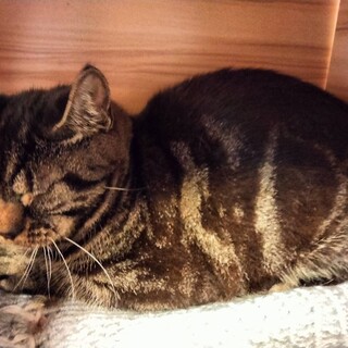 6歳アメショブラウンタビー　女の子二匹一緒で