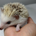 ハリネズミの里親募集