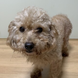 プードル　女の子