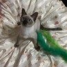 シャム風ミックス　マイペースなルスくん サムネイル3