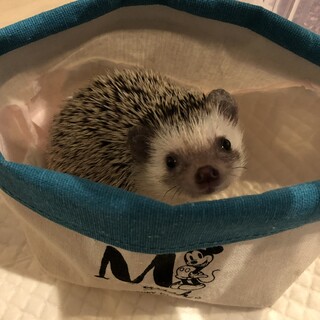 ハリネズミ　ソルト&ペッパー