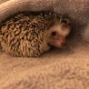 ハリネズミ　ソルト&ペッパー サムネイル2