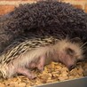 ハリネズミ　ソルト&ペッパー サムネイル4