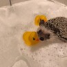 ハリネズミ　ソルト&ペッパー サムネイル5