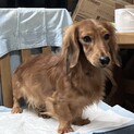 1歳未満のダックス里親緊急募集
