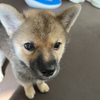 さくら