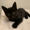 少し毛長の黒猫フランくん