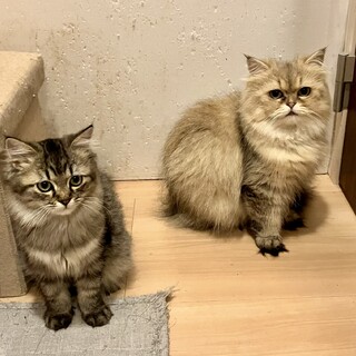 甘えん坊のペルシャの親子ちゃんです
