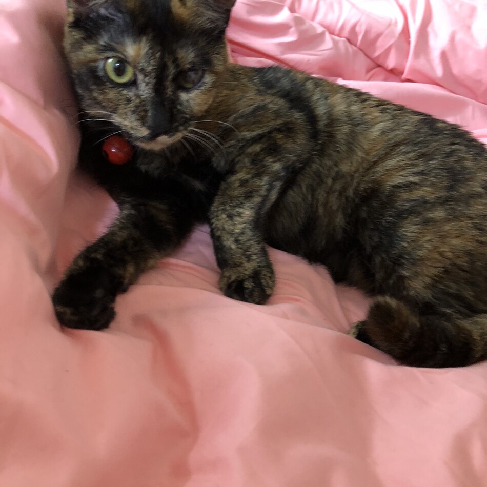 楓のカバー写真