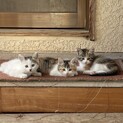 生後1ヶ月の3匹の子猫ちゃん。