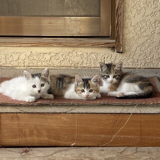 生後1ヶ月の3匹の子猫ちゃん。