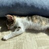 　今月末を目処にTNR予定です　保護子猫　4ヶ月 サムネイル3