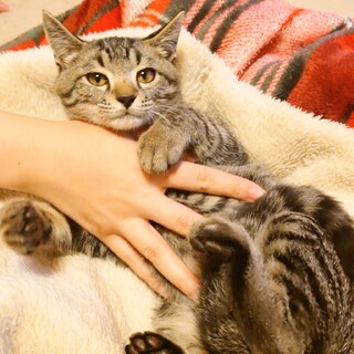 （トライアル中）コロンくん