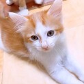 おっとり長毛茶白の男の子