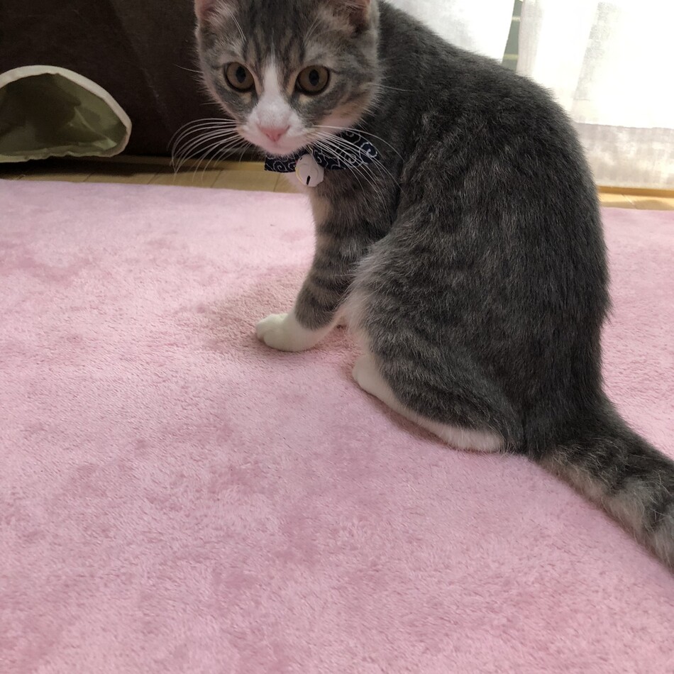 リックのカバー写真