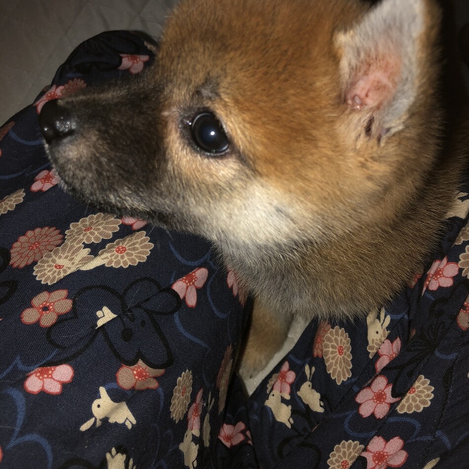 めろんのカバー写真