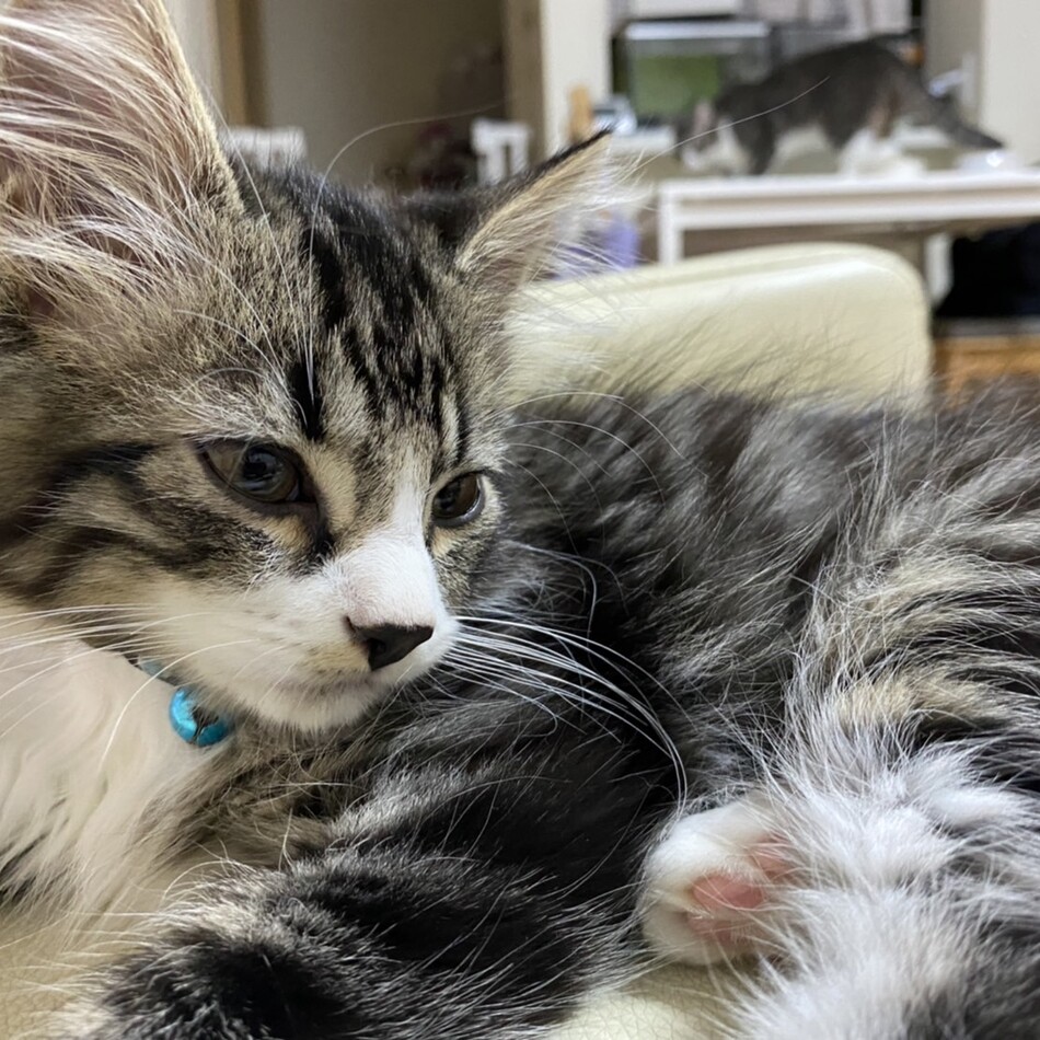 ジンジャーのカバー写真