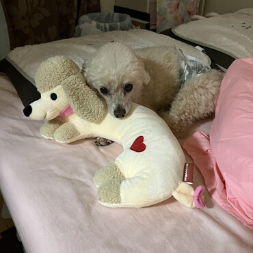 最近はアルパカカットにする為、毛を伸ばしてます