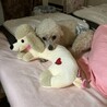 最近はアルパカカットにする為、毛を伸ばしてます