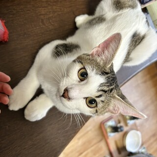 5ヶ月の男の子。サバトラ白猫ちゃん！