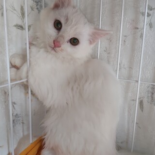 里親さん決定幸せになります白猫ビビリとキジシロより