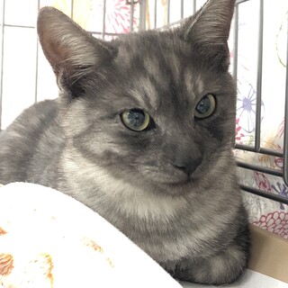 天くん 唯一無二の柄&モフモフ男の子[動画]