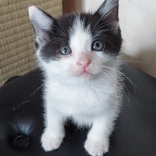 生後1ヶ月半の子猫です①」北海道 - 猫の里親募集(435919) :: ペットの
