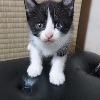 生後1ヶ月半の子猫です②