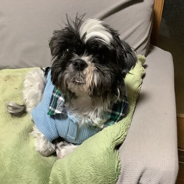 最後の同居犬うどんが2022年5月13日旅たちました。俺一人おいていくなよ。
