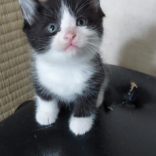 生後1ヶ月半の子猫です③