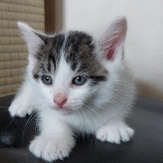 生後1ヶ月半の子猫です④