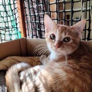 珍しい茶トラ女の子３か月べた慣れ飼いやすい子