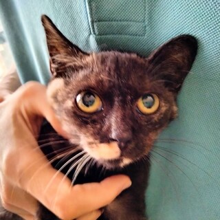 おしゃれなさび柄　美形小顔　抱っこ大好き♀3か月